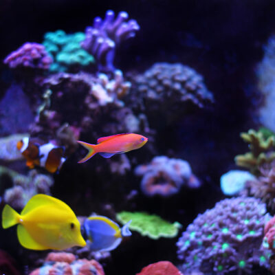 Aquarium with soft water from culligan of tampa
